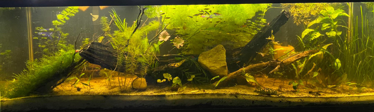 Walstad Soiled Aquarium