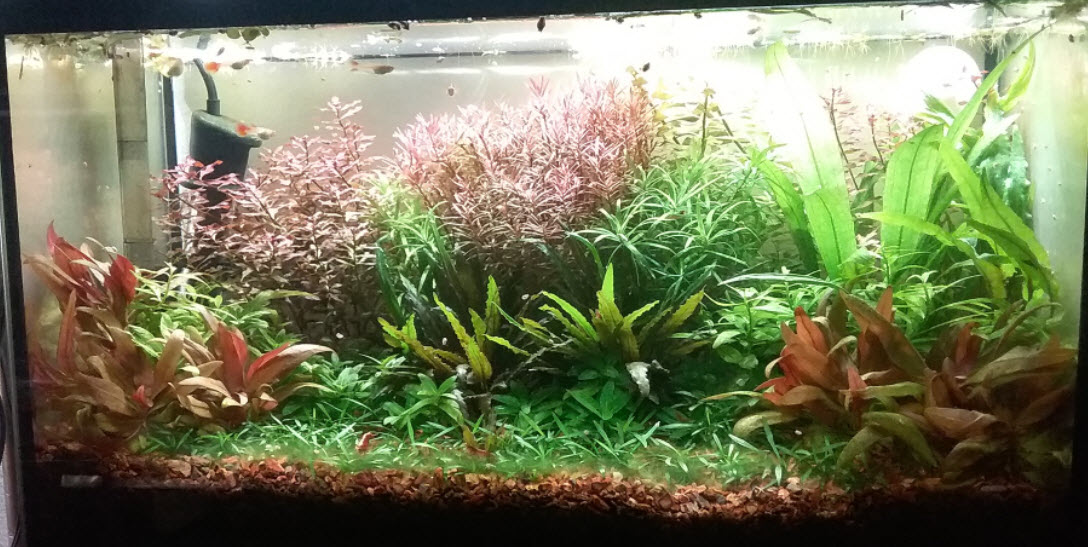 Walstad Soiled Aquarium