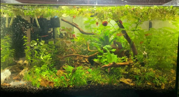 Can peat moss be used in a walstad style aquarium? : r/PlantedTank