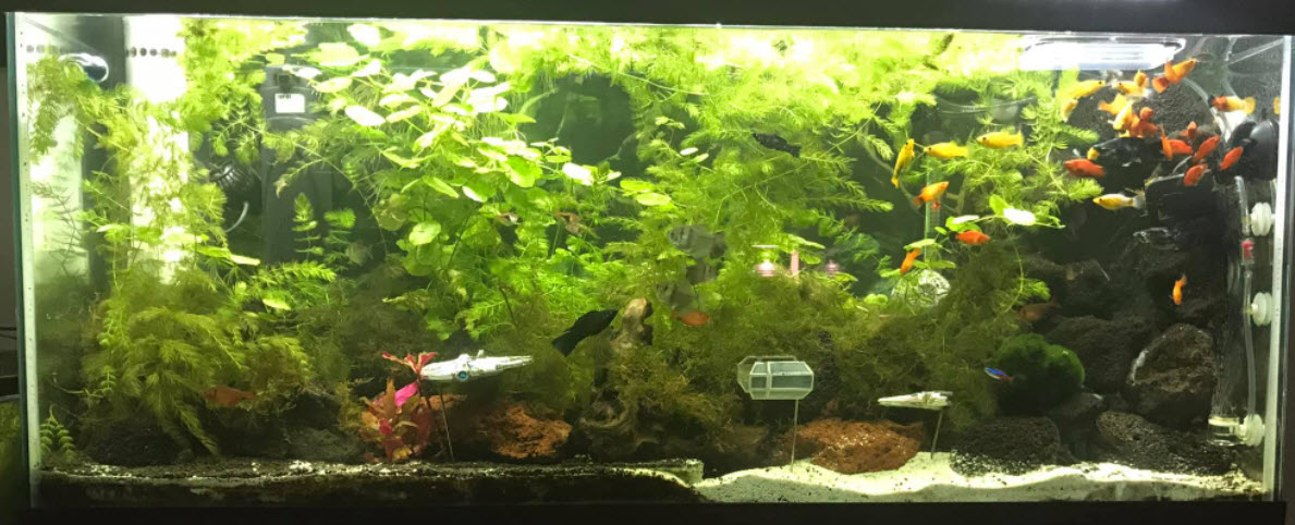 🔴 How to Lower pH in Freshwater Aquariums Spaghnum Moss, Peat