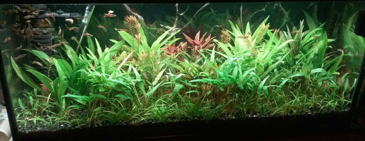 Soil question for the Walstad tank