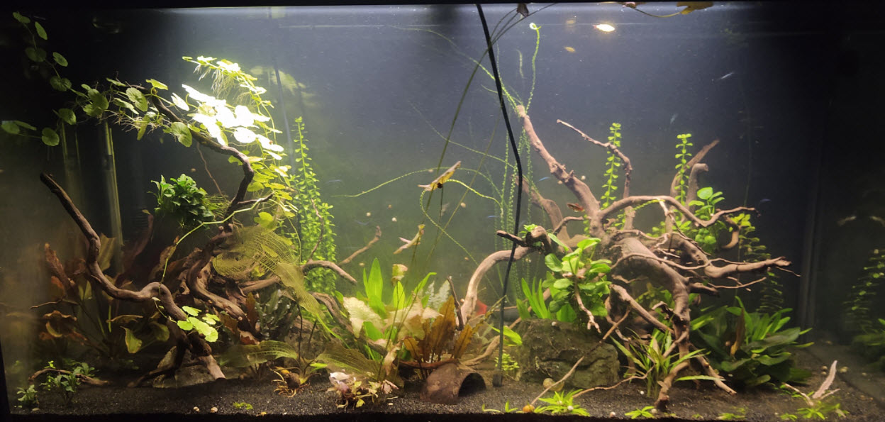 Homemade spiderwood from a dead azaela. : r/PlantedTank