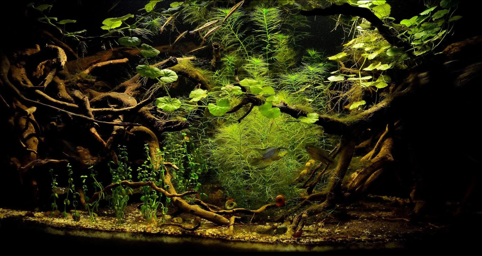 Wood in an Aquarium