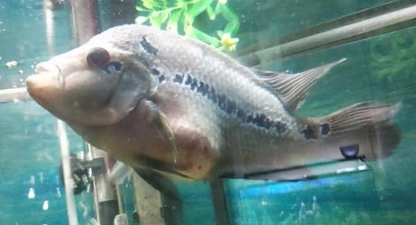 Central American Cichlid with Bloat
