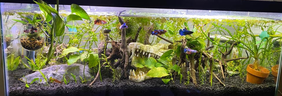 Betta Sorority Aquarium