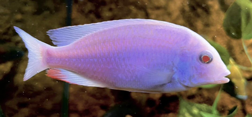 Cyrtocara moorii Albino Blue Dolphin