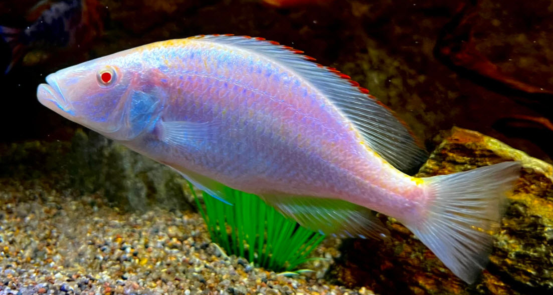 Dimidiochromis compressiceps Albino Malawi Eye Bitter