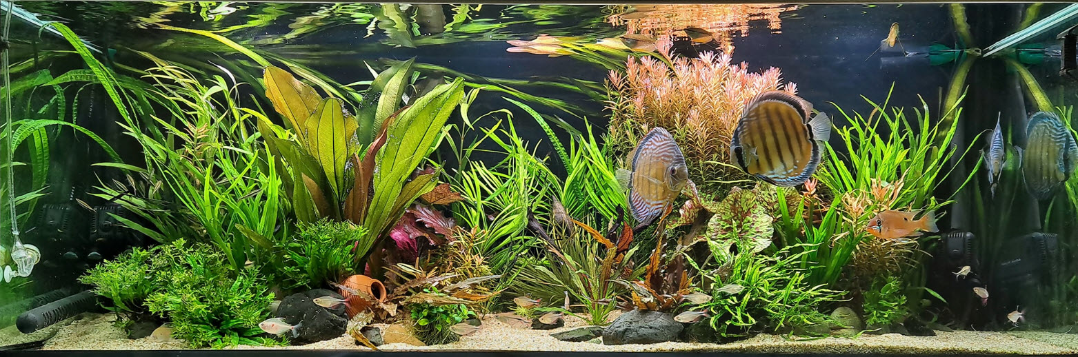 planted discus fish tank