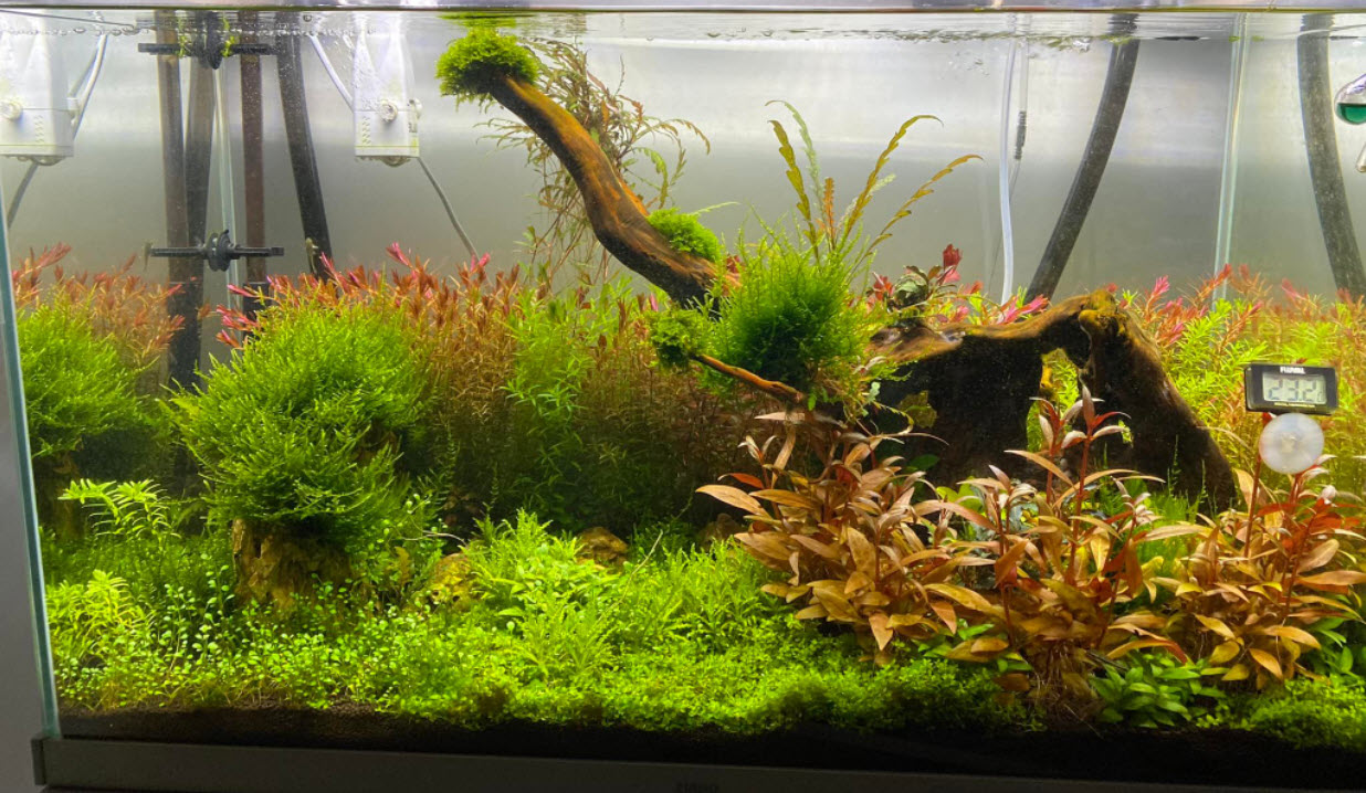 Quick Guide: How to Plant Live Aquarium Plants in Freshwater Tanks –  Aquarium Co-Op