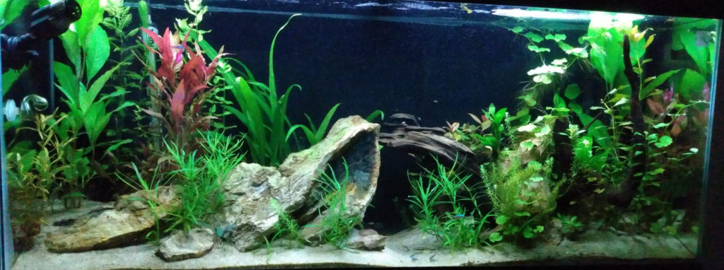 Cycling a Planted Aquarium