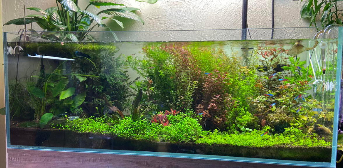 High Tech Planted Aquarium