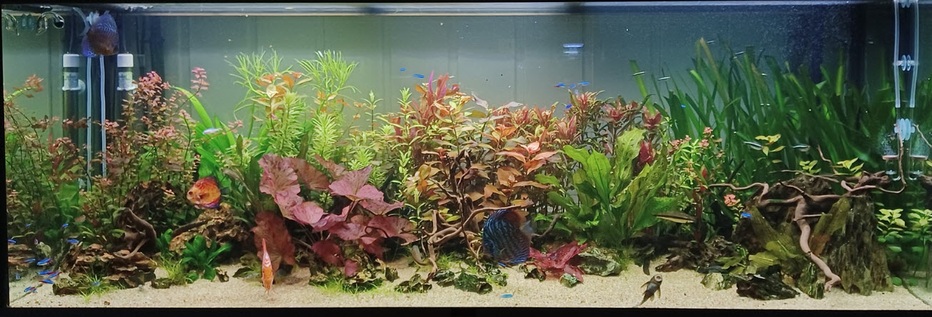 High Tech Planted Discus Aquarium