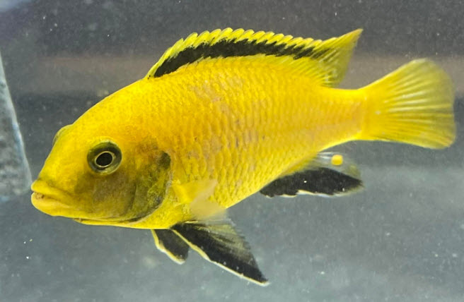 Labidochromis auratus Bearded Yellow Lab