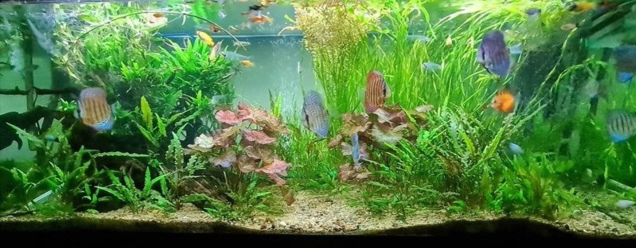 Low Tech Planted Aquarium with Discus