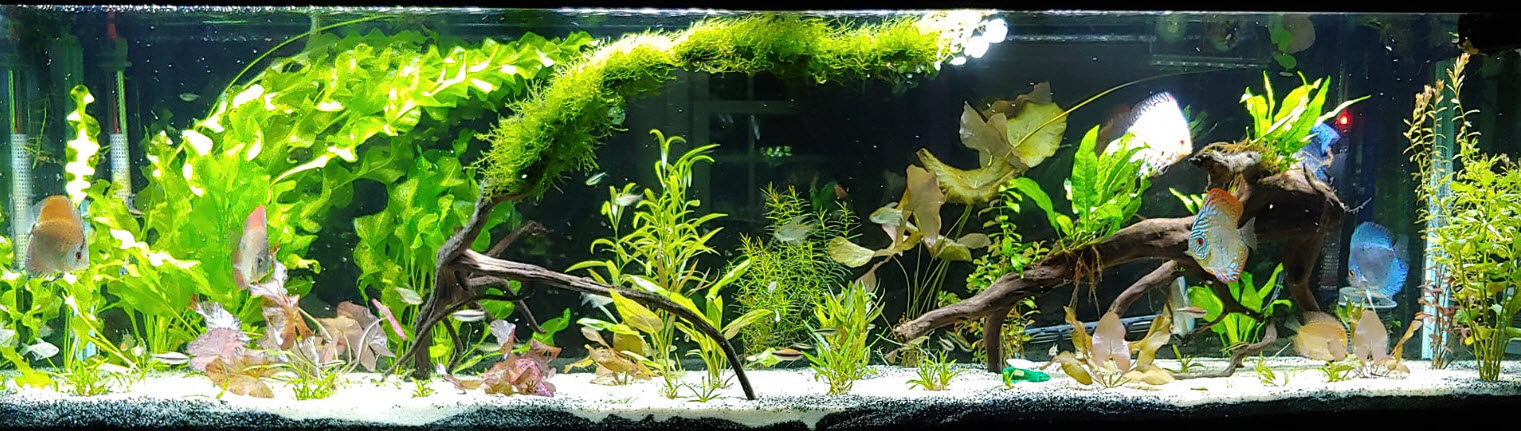 Low Tech Planted Aquarium with Discus