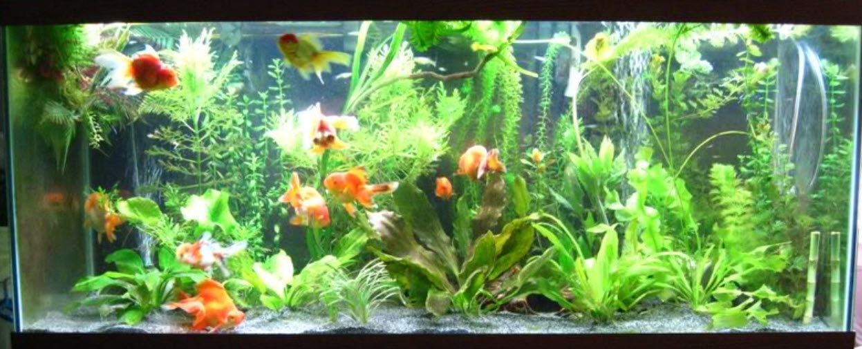 Low Tech Planted Aquarium with Goldfish and Lots of Aeration