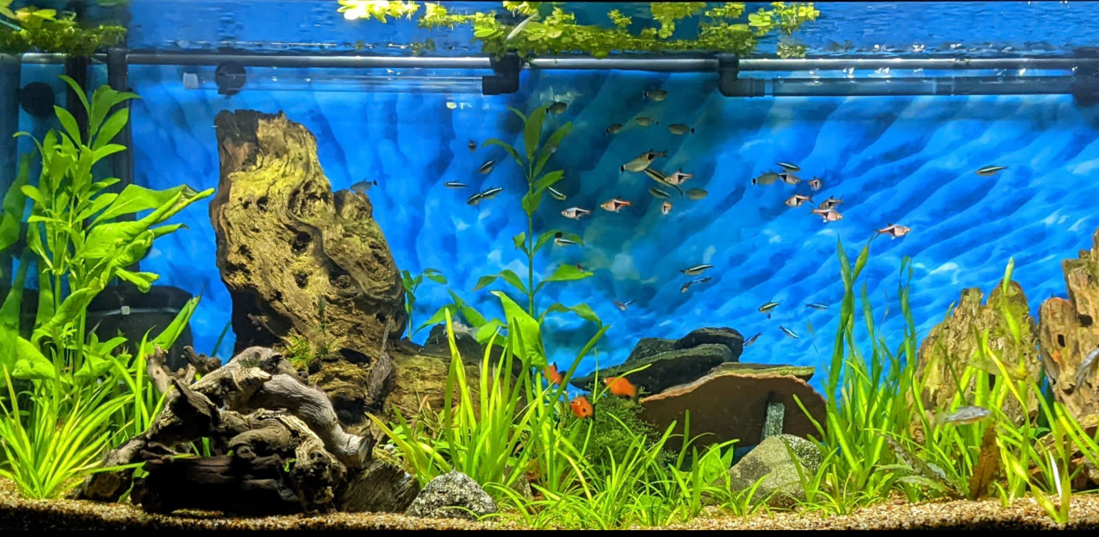 Low tech Planted Aquarium