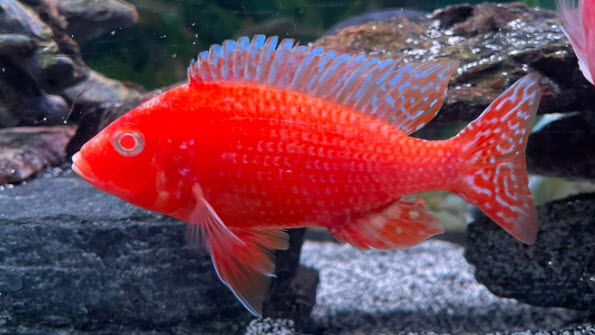 Peacock Fire Fish - Albino
