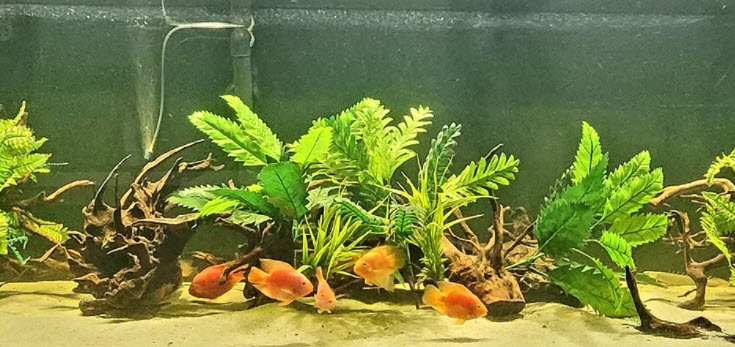 Plastic Plants and Parrot Fish