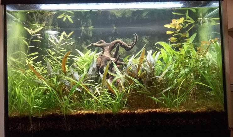 Can peat moss be used in a walstad style aquarium? : r/PlantedTank