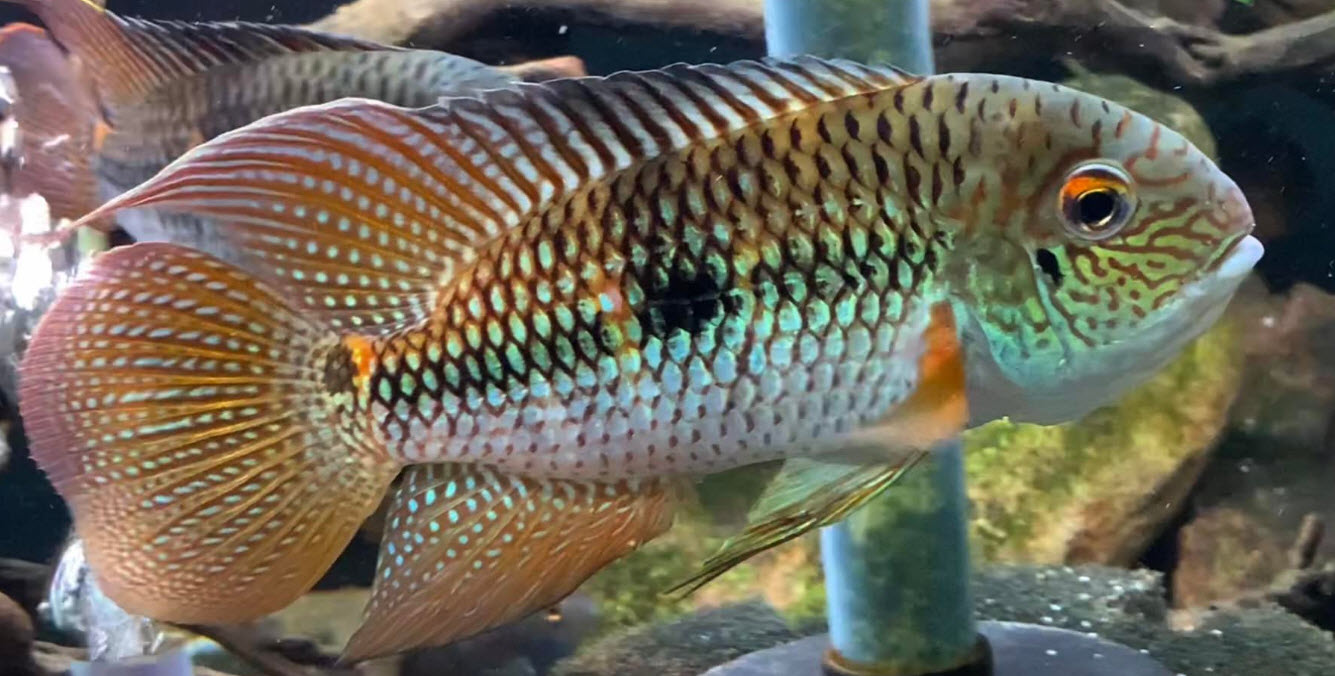 Plastic Pot Scrubbers  All About Planted Aquariums