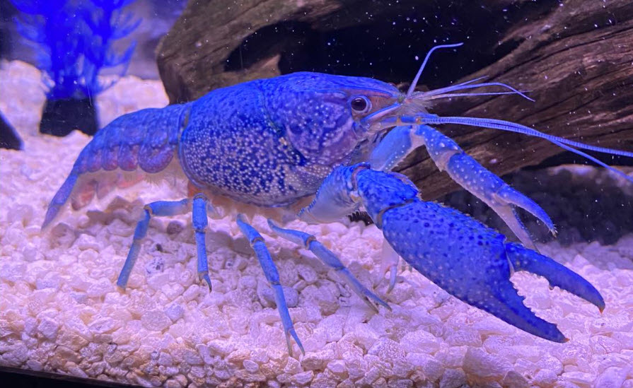 Blue Crayfish