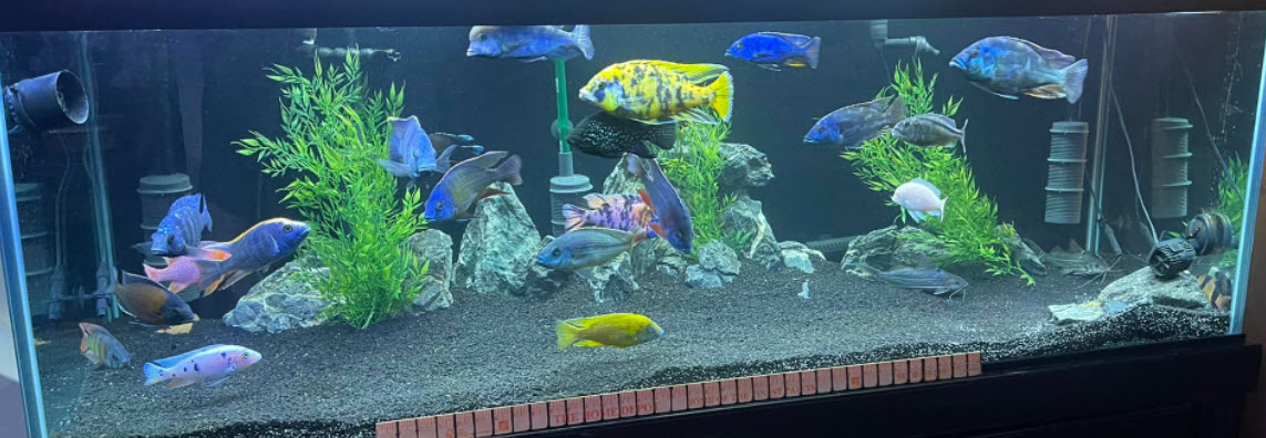 Freshwater Fish Tank Cycling: How to Prepare for New Fish – Aquarium Co-Op