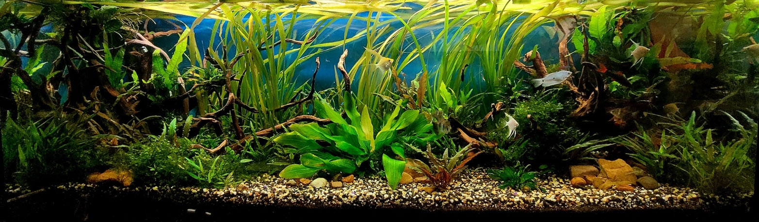 Low Tech Planted Aquarium