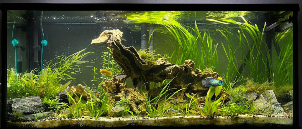 15.14. Low Tech Planted Aquariums