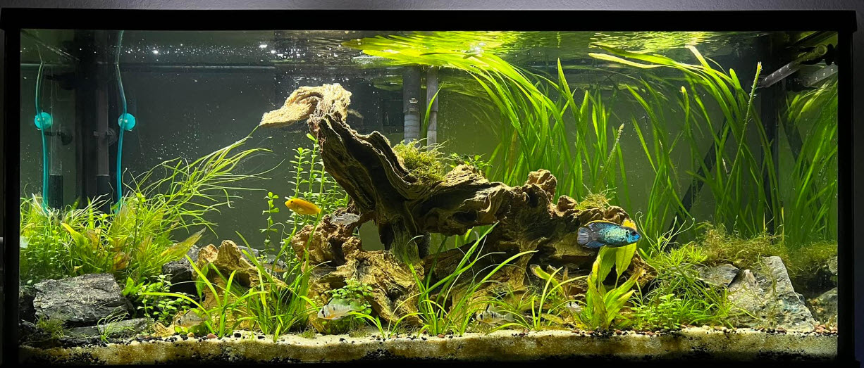 Low Tech Planted Aquarium