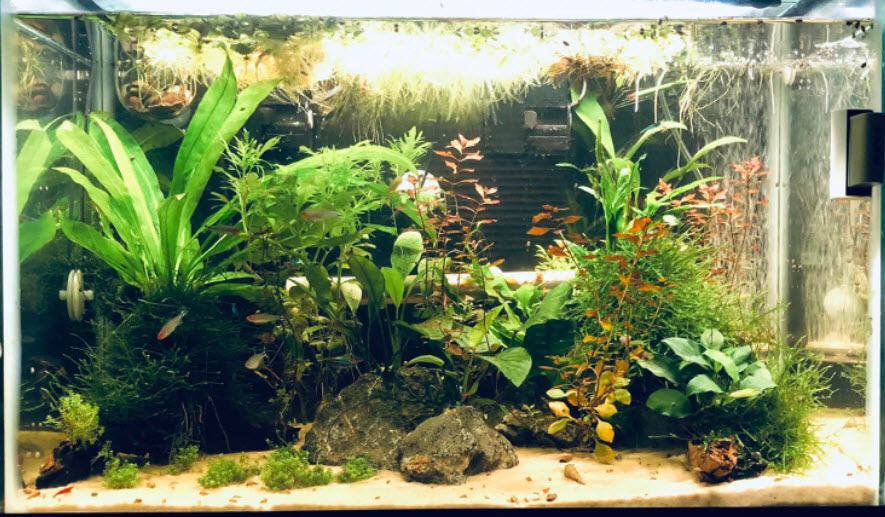 put some plants to design your aquarium  Freshwater aquarium plants, Live  aquarium plants, Planted aquarium