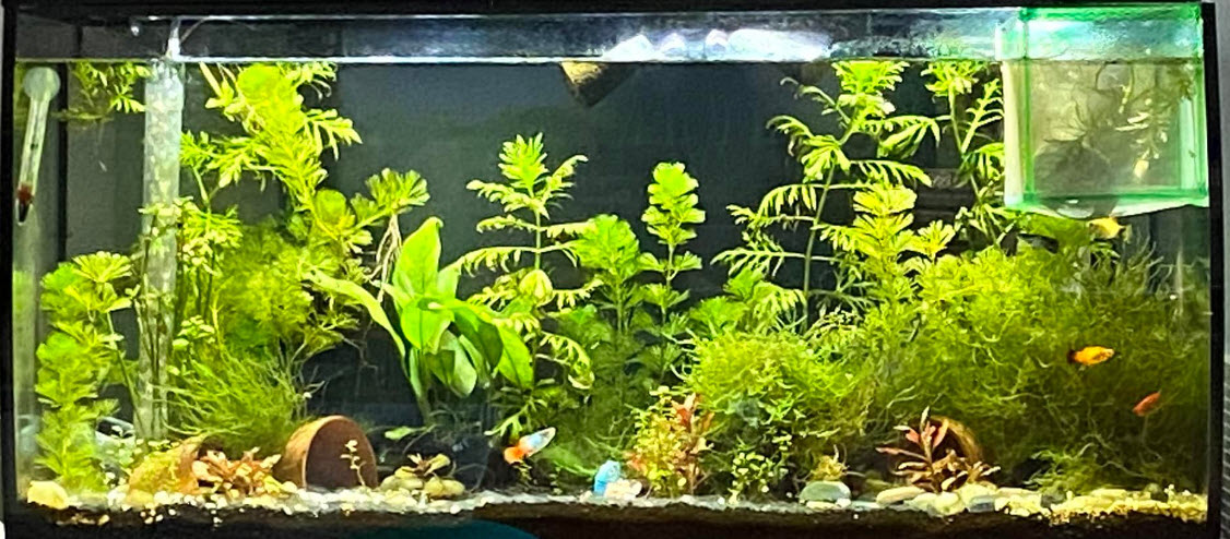 Low Tech Planted Aquarium