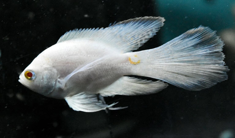 Astronotus ocellatus Oscar Veiltail