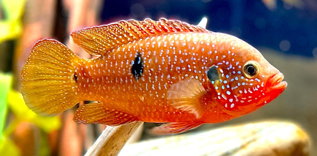 Hemichromis bimaculatus Red Jewel Cichlid