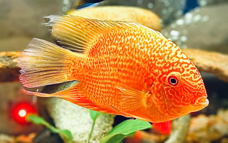 Heros severus Red Spotted Severum