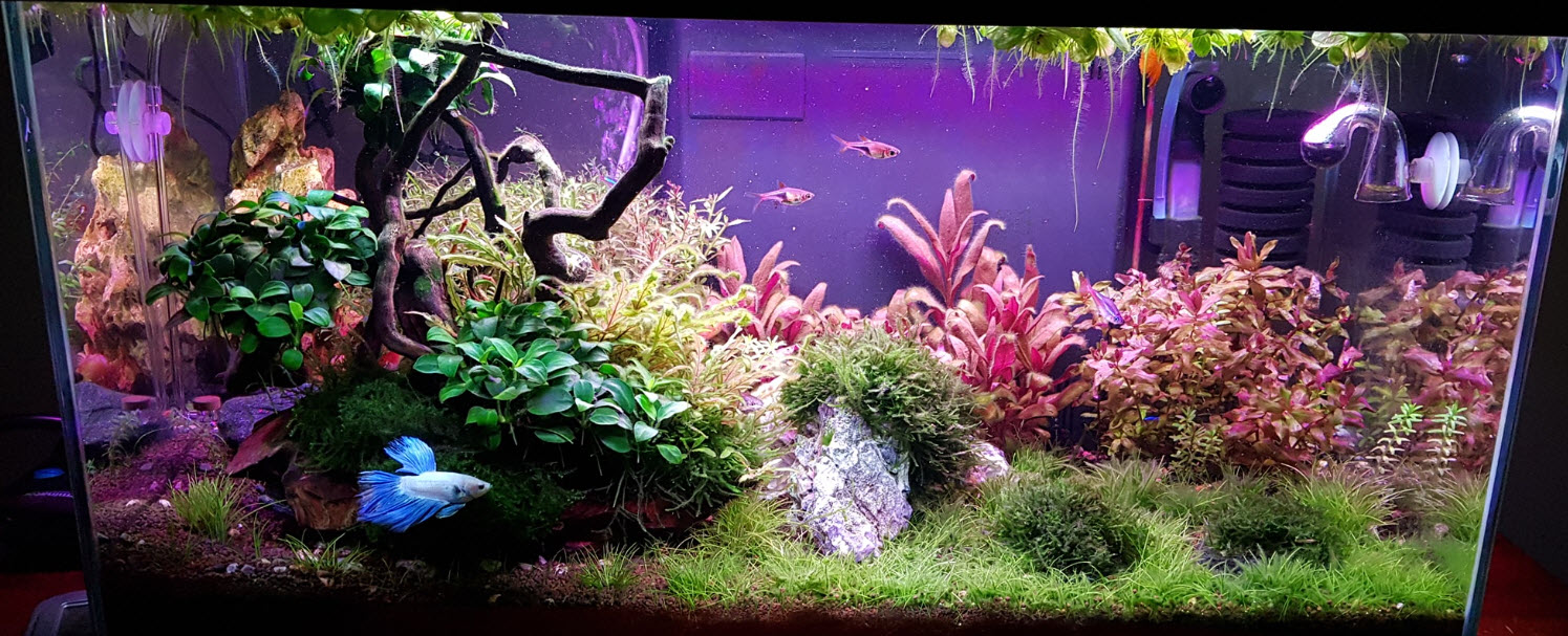 High Tech Planted Aquarium getting Algae Outbreak