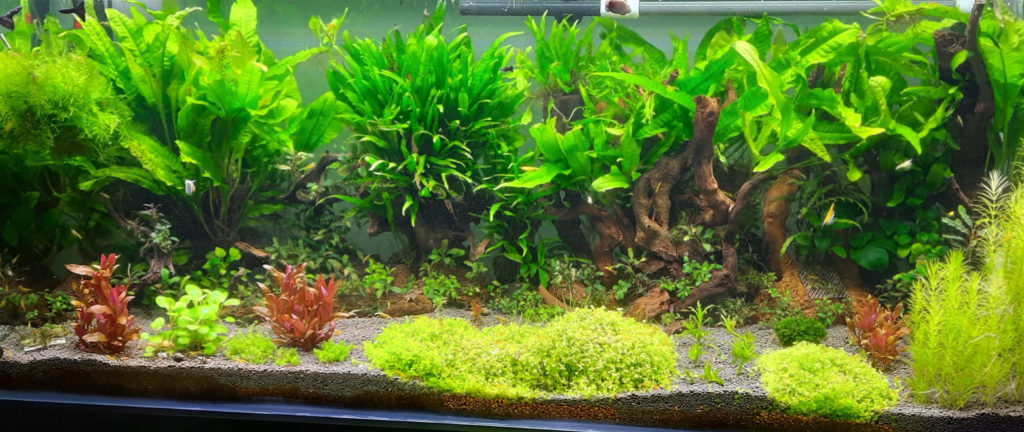 15.5.7. Do-it-yourself Planted Aquarium Fertilizers