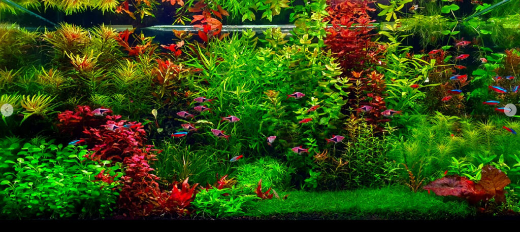 15.5.3. Estimative Index Fertilizer Program for Planted Aquariums