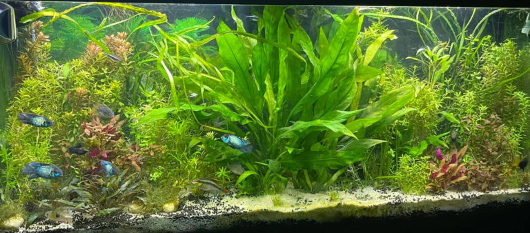 15.5.1. Ready Made Aquarium Fertilizers