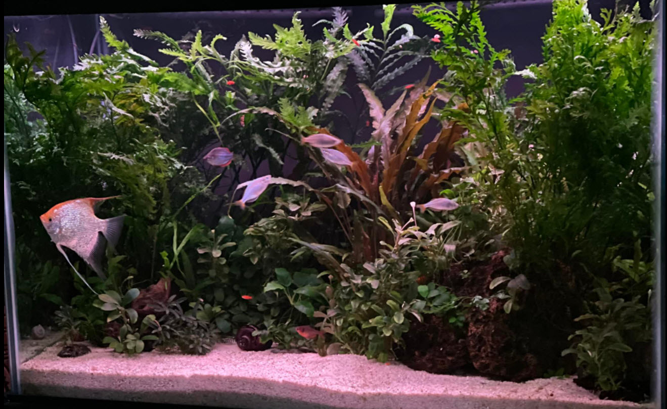 Low Tech Planted Aquarium