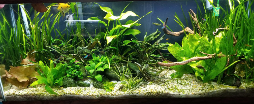 15.5. Aquarium Fertilizing