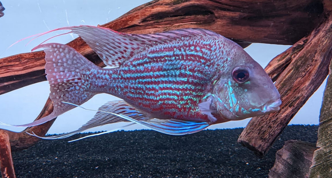 Geophagus svenii