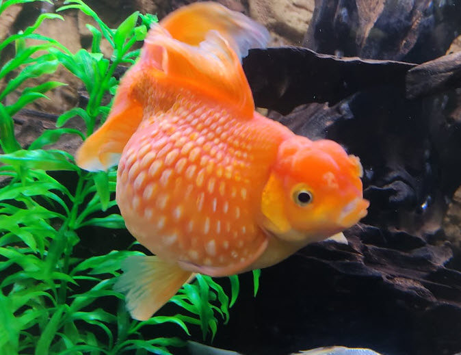 Pearlskin Goldfish
