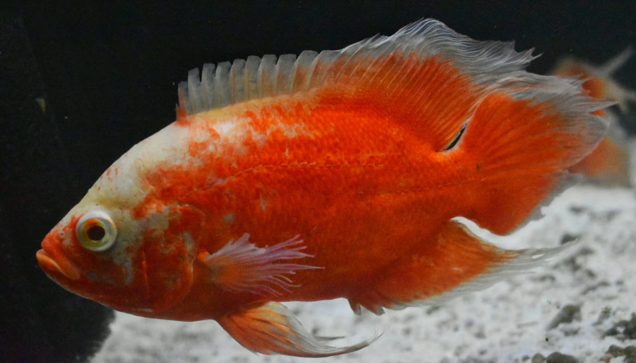 Astronotus ocellatus Long Fin Red Chili