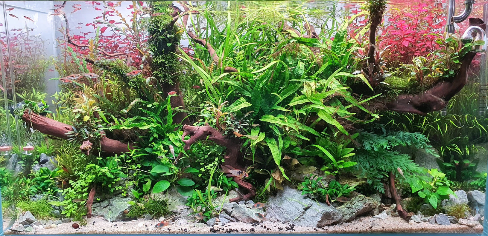 "Natural" High Tech Planted Aquarium