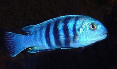 Labidochromis freibergi Likoma