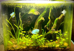 16.2.3. Algae in Low Tech Planted Aquariums