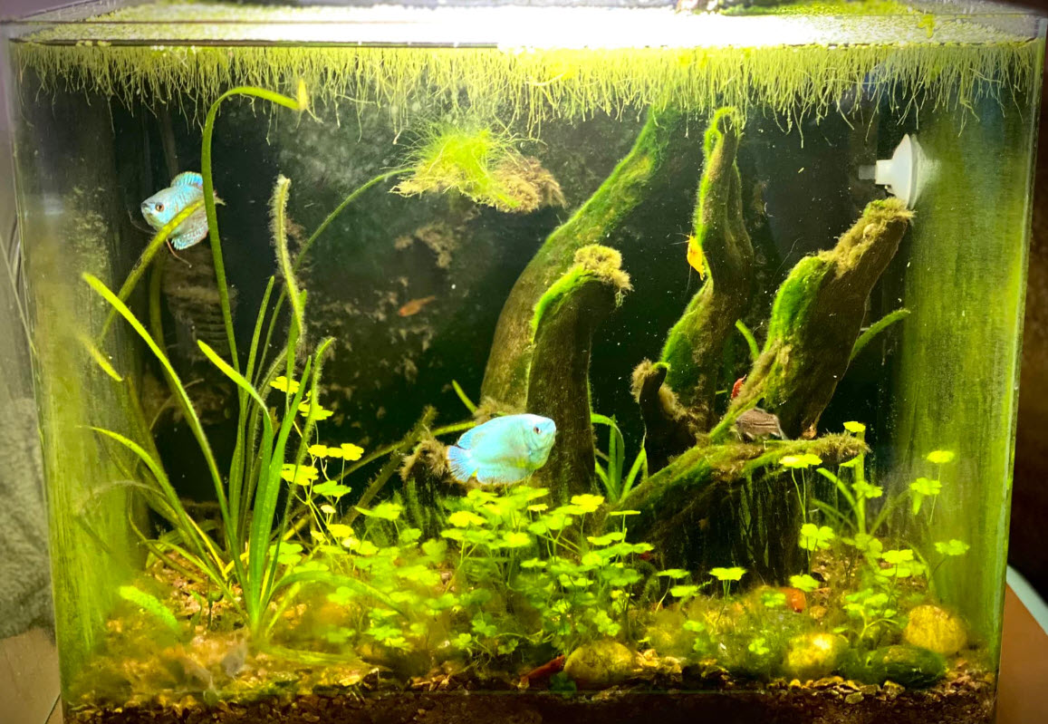 Algae Taking Over an Aquarium