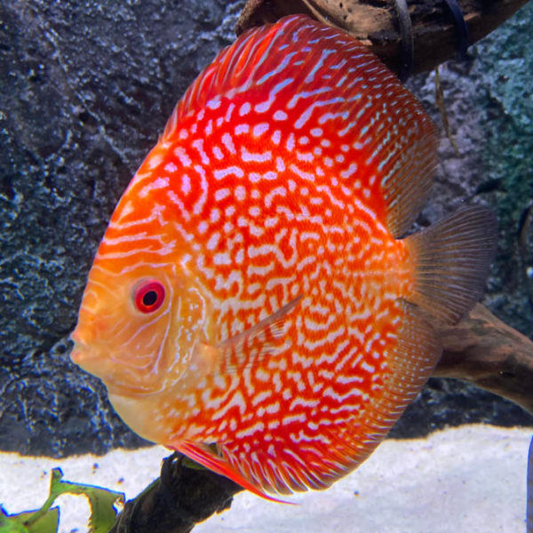 17.11. Discus in the Aquarium