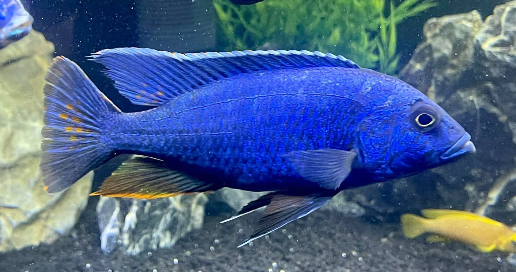 Peacock Super Blue Hybrid
